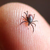 Tick Protection Guide: Prevent Lyme Disease Naturally